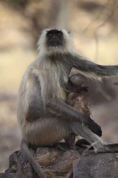 Langur monkey with baby, (Semnopithecus entellus), Ranthambore National Park