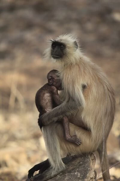 Langur monkey with baby, (Semnopithecus entellus), Ranthambhore National Park