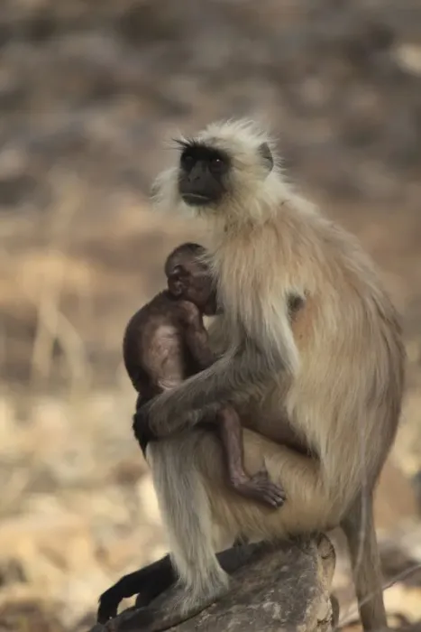 Framed Print : Langur monkey with baby, (Semnopithecus entellus), Ranthambhore National Park Framed Print : Langur monkey with baby, (Semnopithecus entellus), Ranthambhore National Park