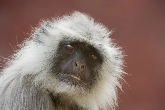 Framed Print : Langur monkey (Semnopithecus entellus), Rajasthan, India, Asia Framed Print : Langur monkey (Semnopithecus entellus), Rajasthan, India, Asia