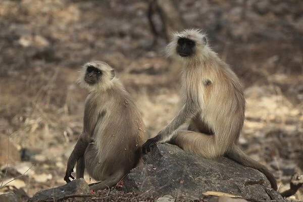 Langur monkeys, (Semnopithecus entellus), Ranthambore National Park, Rajasthan