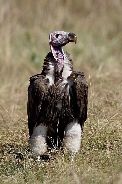 Lappet-faced vulture (Torgos tracheliotus), Masai Mara National Reserve