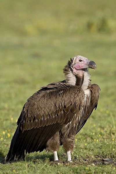 Lappet-faced vulture (Torgos tracheliotus), Ngorongoro Crater, Ngorongoro Conservation Area