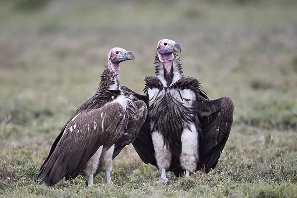 Lappet-faced vulture (Torgos tracheliotus) pair, Serengeti National Park, Tanzania, East Africa, Africa
