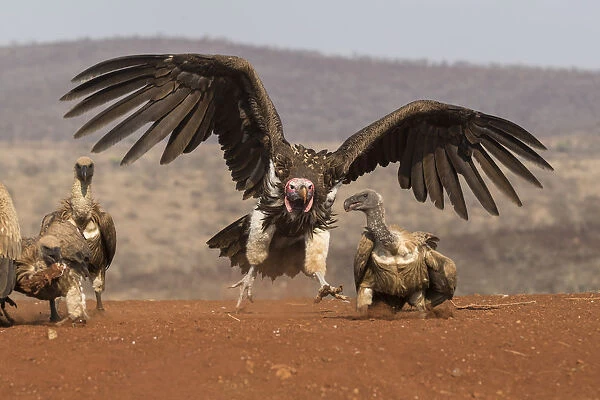 Lappetfaced vulture (Torgos tracheliotos) intimidating whitebacked vulture for food