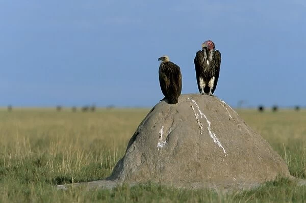 Lappetfaced and whitebacked vultures