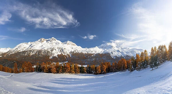 Larch tree forest in autumn surrounding the snowy peaks Piz Corvatsch