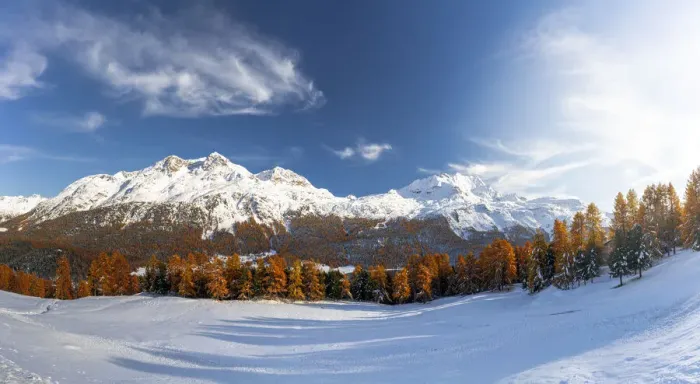 Framed Print : Larch tree forest in autumn surrounding the snowy peaks Piz Corvatsch Framed Print : Larch tree forest in autumn surrounding the snowy peaks Piz Corvatsch