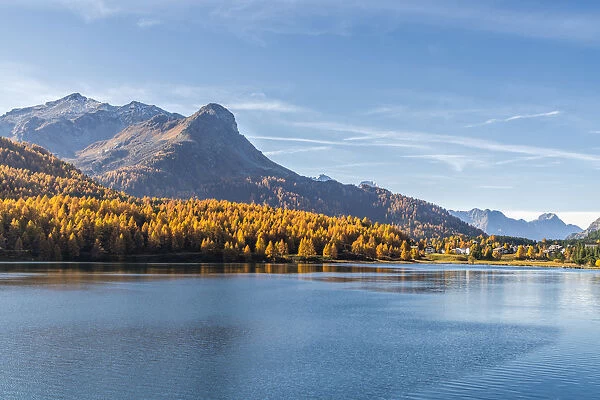 Larch trees on shores of Lake Sils in autumn with Maloja village in background