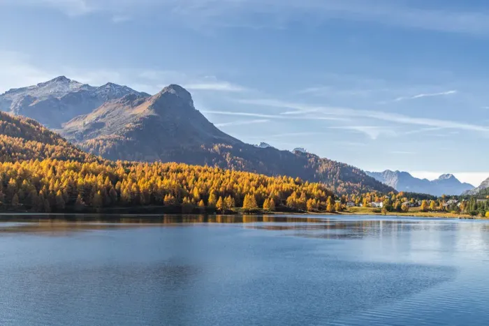 Framed Print : Larch trees on shores of Lake Sils in autumn with Maloja village in background Framed Print : Larch trees on shores of Lake Sils in autumn with Maloja village in background