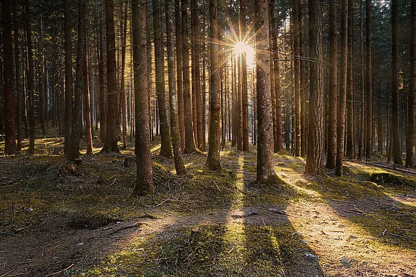 Larch wood and sun star between tree trunks, Trentino-Alto Adige, Italy, Europe