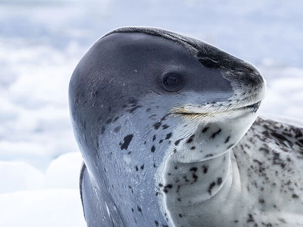 A large adult leopard seal (Hydrurga leptonyx), hauled out on sea ice near Brabant Island, Antarctica, Polar Regions