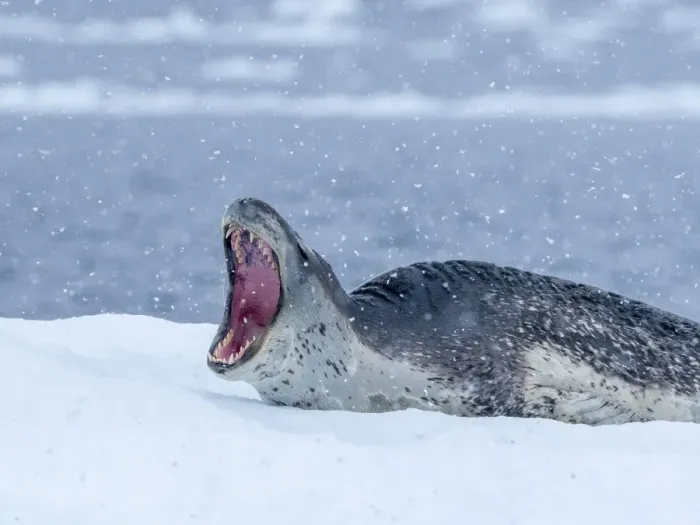 Framed Print : A large adult leopard seal (Hydrurga leptonyx), hauled out on sea ice near Brabant Island, Antarctica, Polar Regions Framed Print : A large adult leopard seal (Hydrurga leptonyx), hauled out on sea ice near Brabant Island, Antarctica, Polar Regions