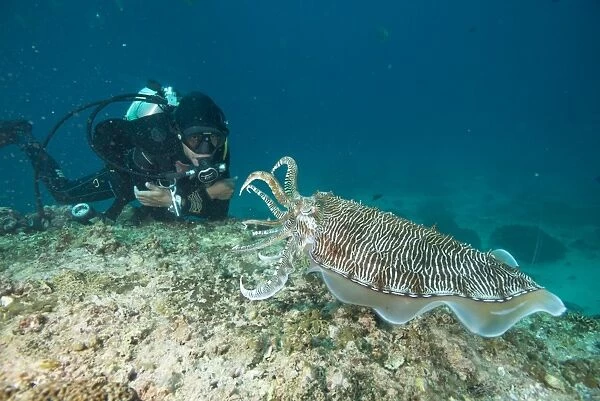 Large cuttle fish at the Aquarium, Dimaniyat Islands, Gulf of Oman, Oman, Middle East