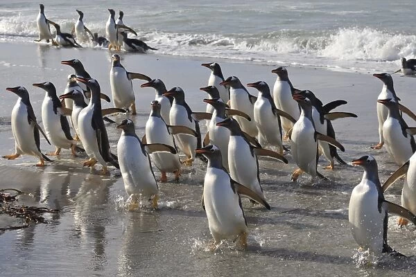 Large group of gentoo penguins (Pygoscelis papua) emerge from the sea, Sea Lion Island, Falkland Islands, South America