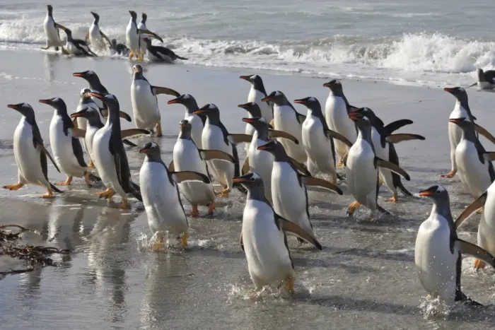 Framed Print : Large group of gentoo penguins (Pygoscelis papua) emerge from the sea, Sea Lion Island, Falkland Islands, South America Framed Print : Large group of gentoo penguins (Pygoscelis papua) emerge from the sea, Sea Lion Island, Falkland Islands, South America
