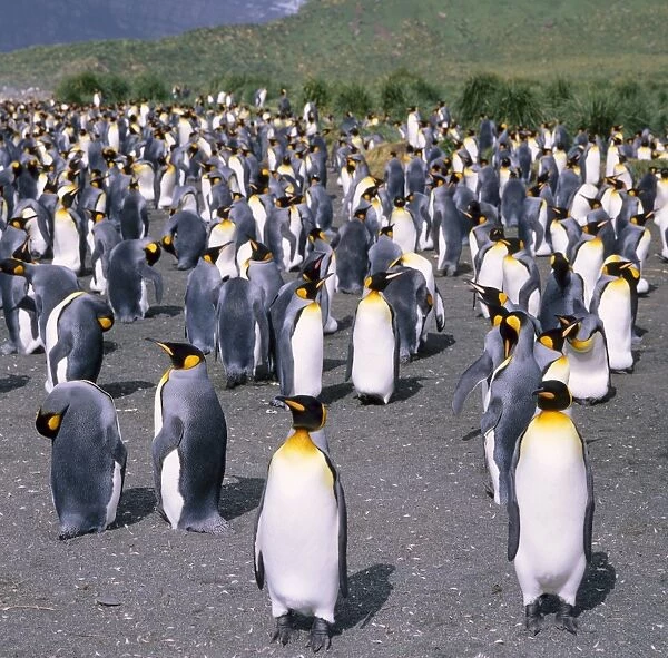 Large group of king penguins on South Georgia