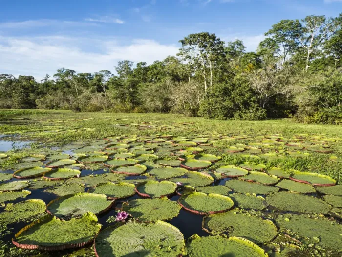 Framed Print : A large group of Victoria water lily (Victoria amazonica), on Rio El Dorado, Nauta