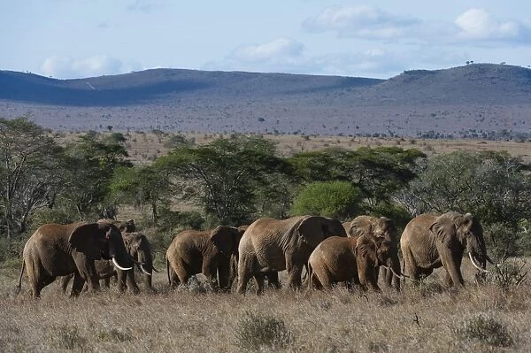 A large herd of African elephant (Loxodonta africana) walking though savannah grass in a line