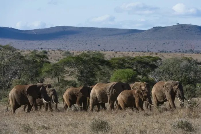 Framed Print : A large herd of African elephant (Loxodonta africana) walking though savannah grass in a line Framed Print : A large herd of African elephant (Loxodonta africana) walking though savannah grass in a line