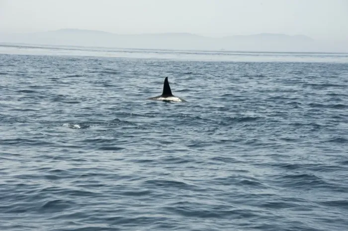 Framed Print : Large male orca in the Straits of Gibraltar, Europe Framed Print : Large male orca in the Straits of Gibraltar, Europe