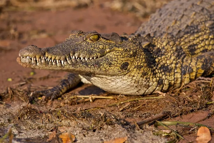 Framed Print : Large Nile Crocodile (Crocodylus niloticus), Chobe National Park, Botswana Framed Print : Large Nile Crocodile (Crocodylus niloticus), Chobe National Park, Botswana