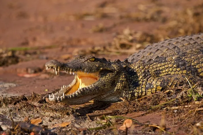 Framed Print : Large Nile Crocodile (Crocodylus niloticus), Chobe National Park, Botswana Framed Print : Large Nile Crocodile (Crocodylus niloticus), Chobe National Park, Botswana