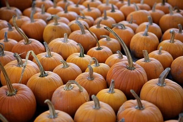 Large number of pumpkins for sale on a farm in St. Joseph, Missouri, United States of America, North America