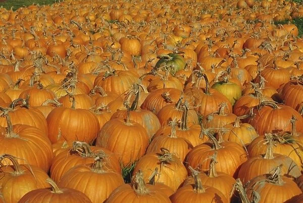 Large number of pumpkins for sale on a farm in Vermont