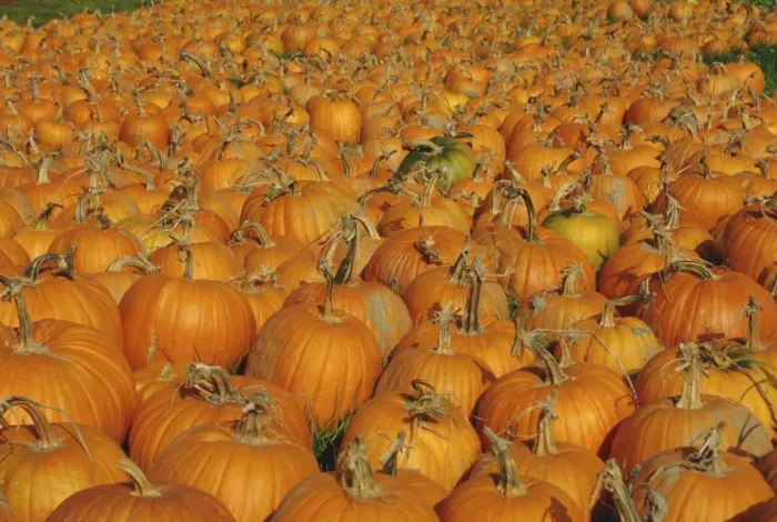 Framed Print : Large number of pumpkins for sale on a farm in Vermont Framed Print : Large number of pumpkins for sale on a farm in Vermont