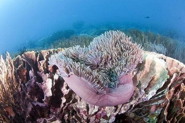 Large purple anemone on hard coral, Komodo, Indonesia, Southeast Asia, Asia