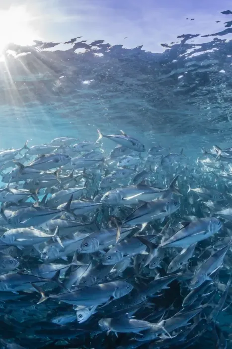 Framed Print : A large school of bigeye trevally (Caranx sexfasciatus) in deep water near Cabo Pulmo, Baja California Sur, Mexico, North America Framed Print : A large school of bigeye trevally (Caranx sexfasciatus) in deep water near Cabo Pulmo, Baja California Sur, Mexico, North America