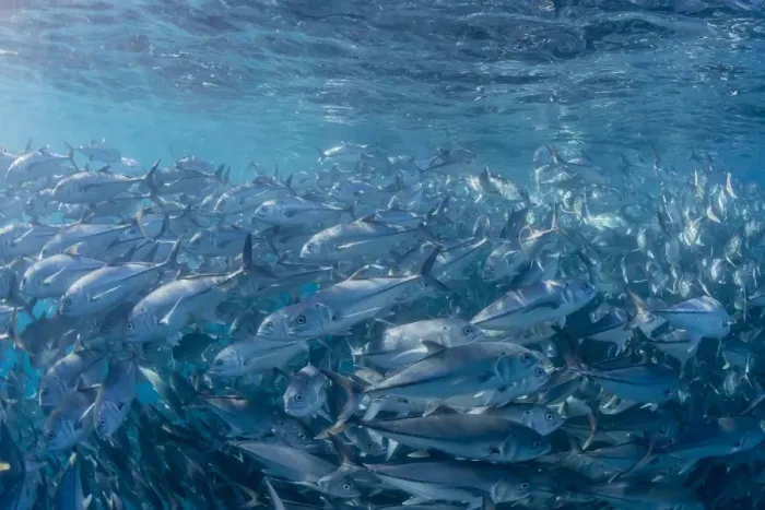 Framed Print : A large school of bigeye trevally (Caranx sexfasciatus) in deep water near Cabo Pulmo, Baja California Sur, Mexico, North America Framed Print : A large school of bigeye trevally (Caranx sexfasciatus) in deep water near Cabo Pulmo, Baja California Sur, Mexico, North America
