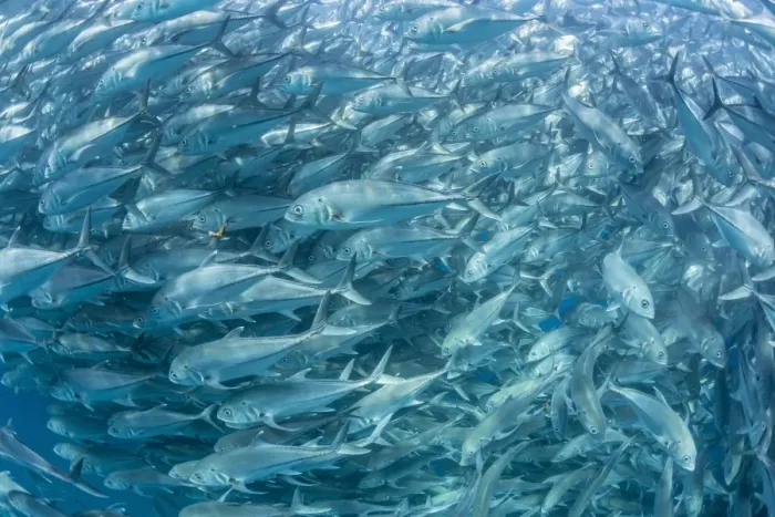 Framed Print : A large school of bigeye trevally (Caranx sexfasciatus) in deep water near Cabo Pulmo, Baja California Sur, Mexico, North America Framed Print : A large school of bigeye trevally (Caranx sexfasciatus) in deep water near Cabo Pulmo, Baja California Sur, Mexico, North America