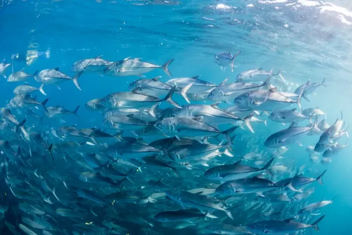 Framed Print : A large school of bigeye trevally (Caranx sexfasciatus) in deep water near Cabo Pulmo, Baja California Sur, Mexico, North America Framed Print : A large school of bigeye trevally (Caranx sexfasciatus) in deep water near Cabo Pulmo, Baja California Sur, Mexico, North America