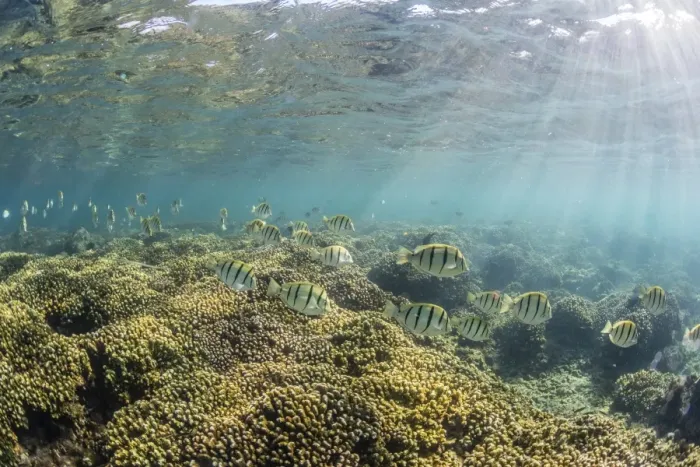 Framed Print : A large school of convict tang (Acanthurus triostegus) on the only living reef in the Sea of Cortez Framed Print : A large school of convict tang (Acanthurus triostegus) on the only living reef in the Sea of Cortez