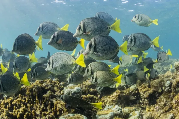 Framed Print : A large school of yellowtail surgeonfish (Prionurus punctatus) on the only living Framed Print : A large school of yellowtail surgeonfish (Prionurus punctatus) on the only living