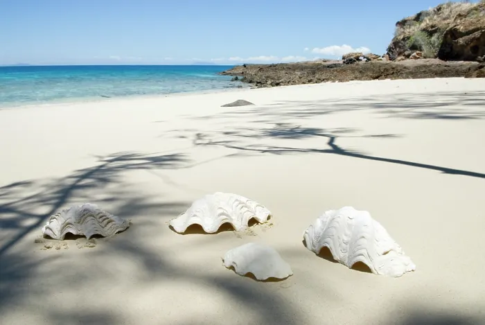 Framed Print : Large shells on the beach, Tsarabanjina island, Mitsio archipelago, Republic of Madagascar, Indian Ocean Framed Print : Large shells on the beach, Tsarabanjina island, Mitsio archipelago, Republic of Madagascar, Indian Ocean