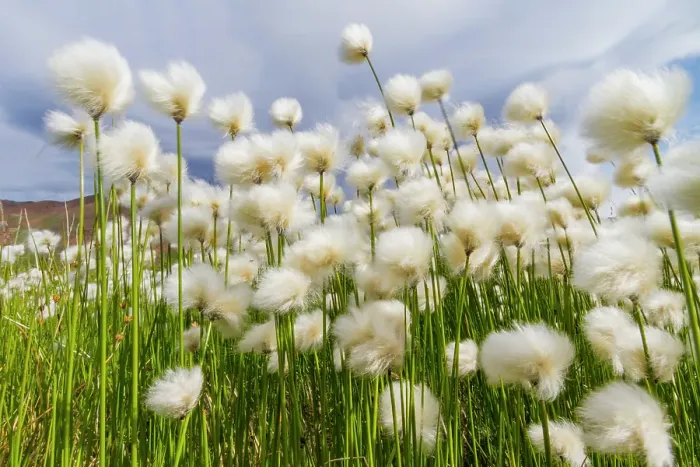 Framed Print : A large stand of Arctic cotton (Eriophorum callitrix) in Denali National Park, Alaska, United States of America Framed Print : A large stand of Arctic cotton (Eriophorum callitrix) in Denali National Park, Alaska, United States of America
