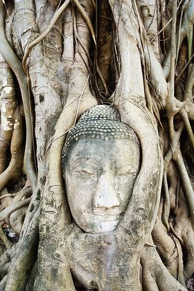 Large stone Buddha head in fig tree roots, Wat Mahathat, Ayutthaya, UNESCO World Heritage Site, Thailand, Southeast Asia, Asia