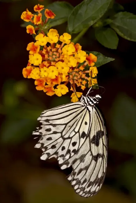 Framed Print : Large tree nymph (paper kite) (white tree nymph) (rice paper butterfly) Framed Print : Large tree nymph (paper kite) (white tree nymph) (rice paper butterfly)
