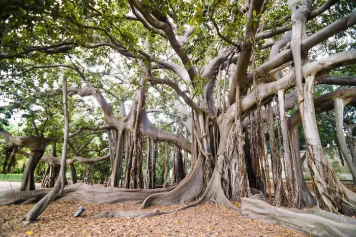 Framed Print : Large twisted roots of a Moreton Bay fig tree (banyan tree) (Ficus macrophylla), Palermo Botanical Gardens, Palermo, Sicily, Italy, Europe Framed Print : Large twisted roots of a Moreton Bay fig tree (banyan tree) (Ficus macrophylla), Palermo Botanical Gardens, Palermo, Sicily, Italy, Europe