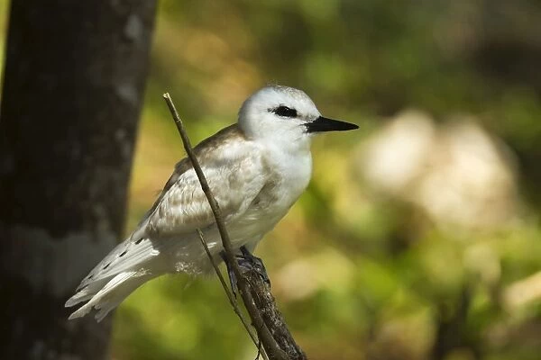 Large white tern (Gygis alba) chick, Lord Howe Island, UNESCO World Heritage Site