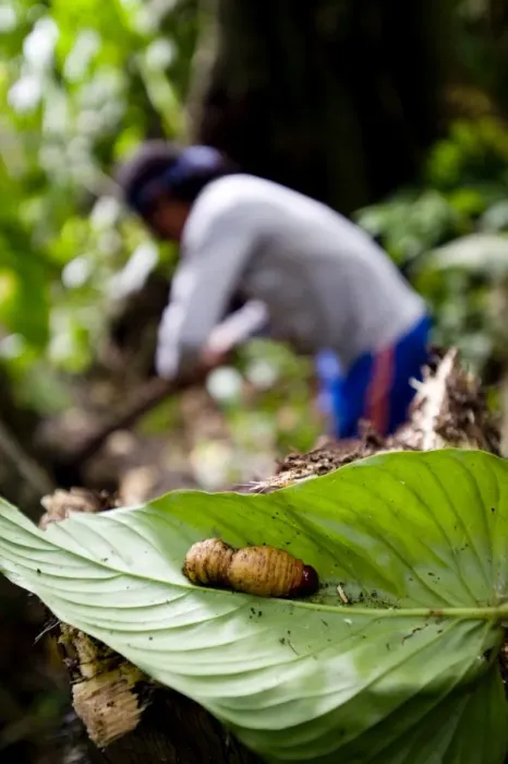 Framed Print : Larva, an Achuar delicacy, Amazon, Ecuador, South America Framed Print : Larva, an Achuar delicacy, Amazon, Ecuador, South America