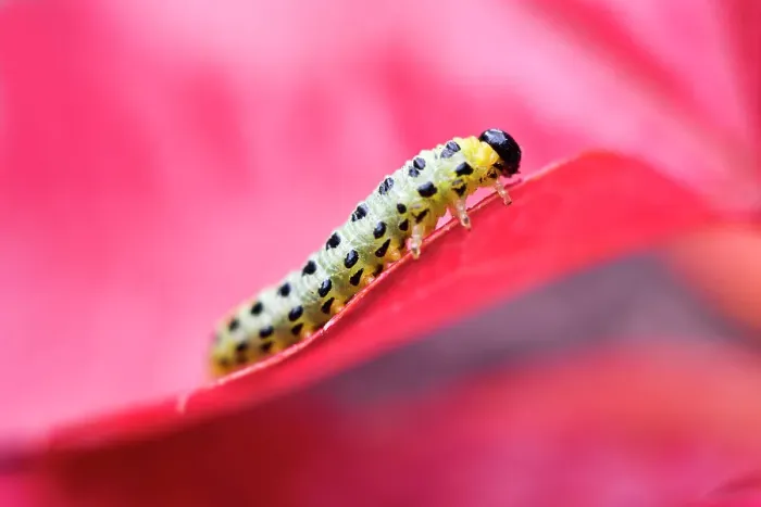 Framed Print : Larvae of sawfly (symphyta), France, Europe Framed Print : Larvae of sawfly (symphyta), France, Europe