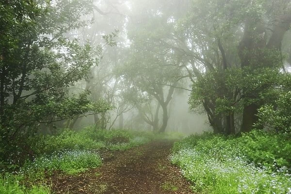 Laurel forest in fog, El Hierro, Canary Islands, Spain, Europe
