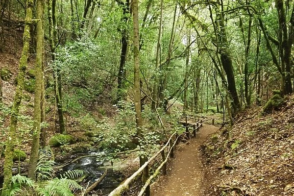 Laurel forest, Parque Nacional de Garajonay, UNESCO World Heritage Site, La Gomera