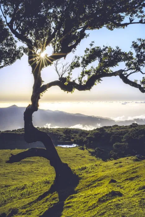 Framed Print : Laurel tree lit by sun rays at sunset, Fanal forest, Madeira island, Portugal, Atlantic Framed Print : Laurel tree lit by sun rays at sunset, Fanal forest, Madeira island, Portugal, Atlantic
