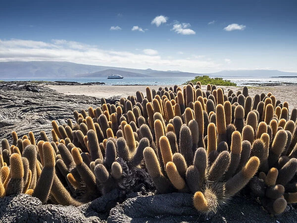 Lava cactus (Brachycereus nesioticus), endemic to the Galapagos, Fernandina Island