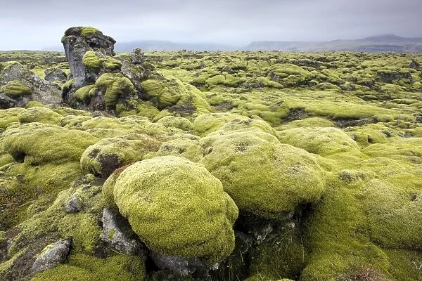 Lava field covered in green moss, South Iceland, Iceland, Polar Regions